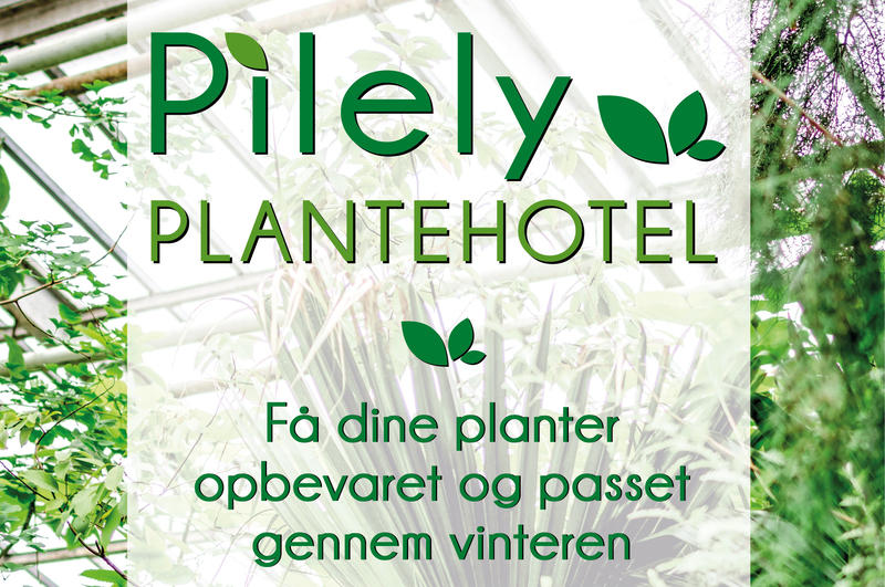 Pilely hero